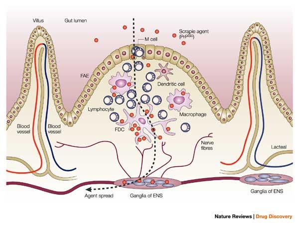 Fig 5: rappresentazione schematica dei possibili meccnismi attraverso i quali la PrP Sc supera la barriera intestinale e raggiunge il tesuto nervoso dell ENS. Mabbott e Bruce 2006).