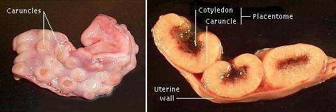 Foto 1: utero gravido di ovino. Si possono osservare i placentomi, costituiti dall interdigitazione fra caruncola materna e cotiledone fetale, e le zone interplacentomali Fig.