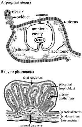 Il trofoectoderma è caratterizzato dalla presenza di due tipi cellulari: i trofoblasti mononucleati, che costituiscono la maggior parte dell interfaccia materno fetale (Boshier and Holloway, 1977), e