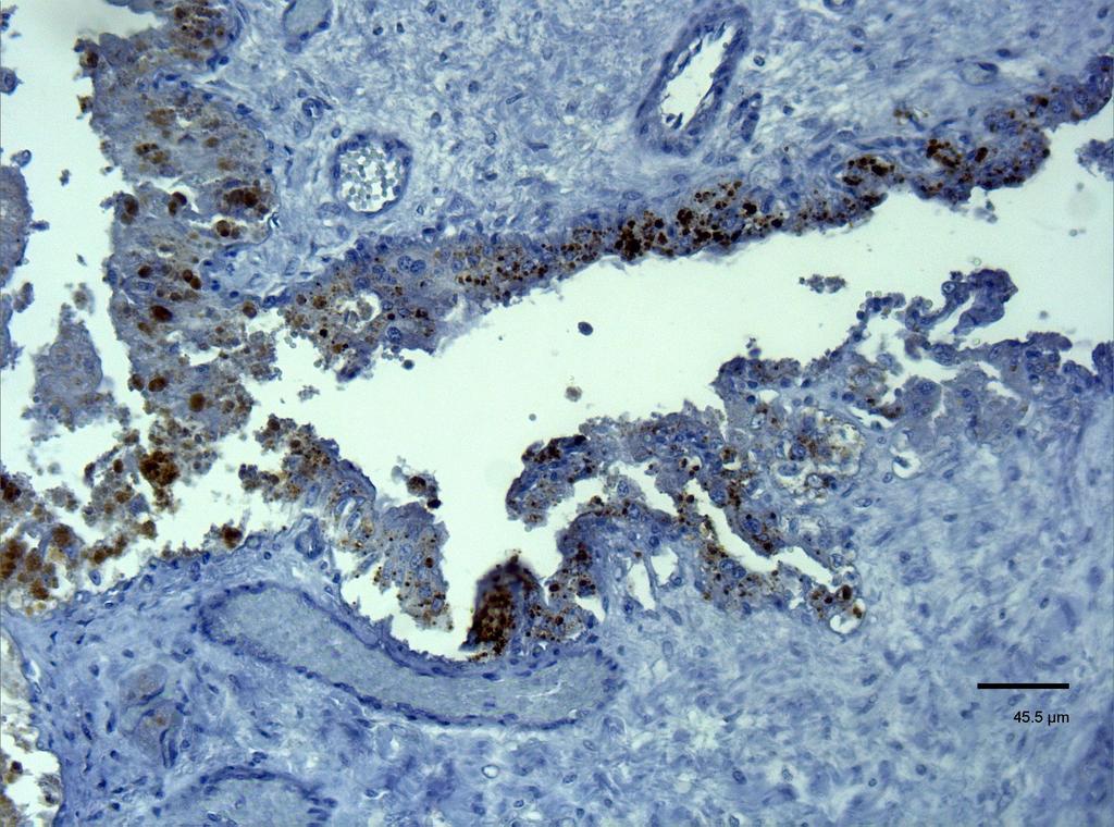 A B A Foto 5: Pecora ARQ/ARQ infettata sperimentalmente con scrapie, placenta espulsa.