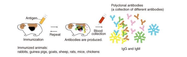 Anticorpi monoclonali Rappresentano uno strumento molto utile in ambito biotecnologico.