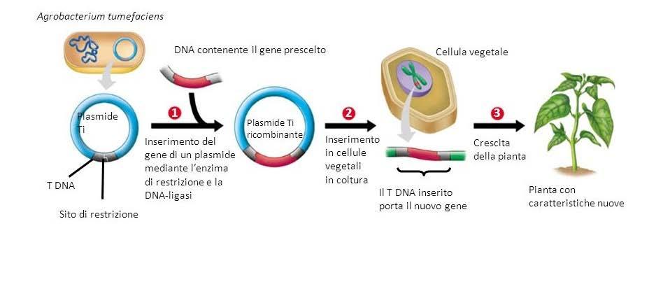 Le Piante Transgeniche Le Piante Transgeniche sono prodotte da cellule in cui è stato inserito un gene proveniente da un