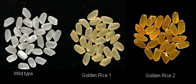 Il Golden Rice Un esempio di pianta transgenica è rappresentata dal Golden Rice. Il riso rappresenta la base dell alimentazione nei paesi orientali.