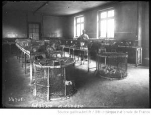 Stabulario dell Istituto Pasteur nel 1913 Moderno Stabulario L utilizzo degli animali destinati alla sperimentazione o altri fini scientifici e una attivita che nel corso degli anni ha evidenziato un