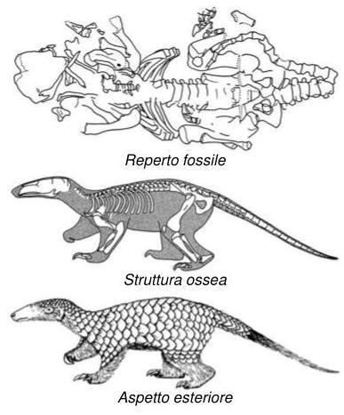 I fossili possono fornire rilevanti informazioni sulle