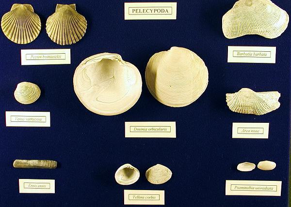 PRINCIPALI FOSSILI ASTIGIANI