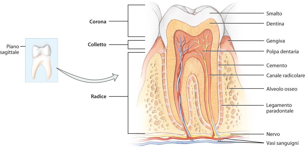 I denti sono organi accessori collocati in alveoli ossei, che sono cavità contenute nelle ossa mascellari e nella mandibola.