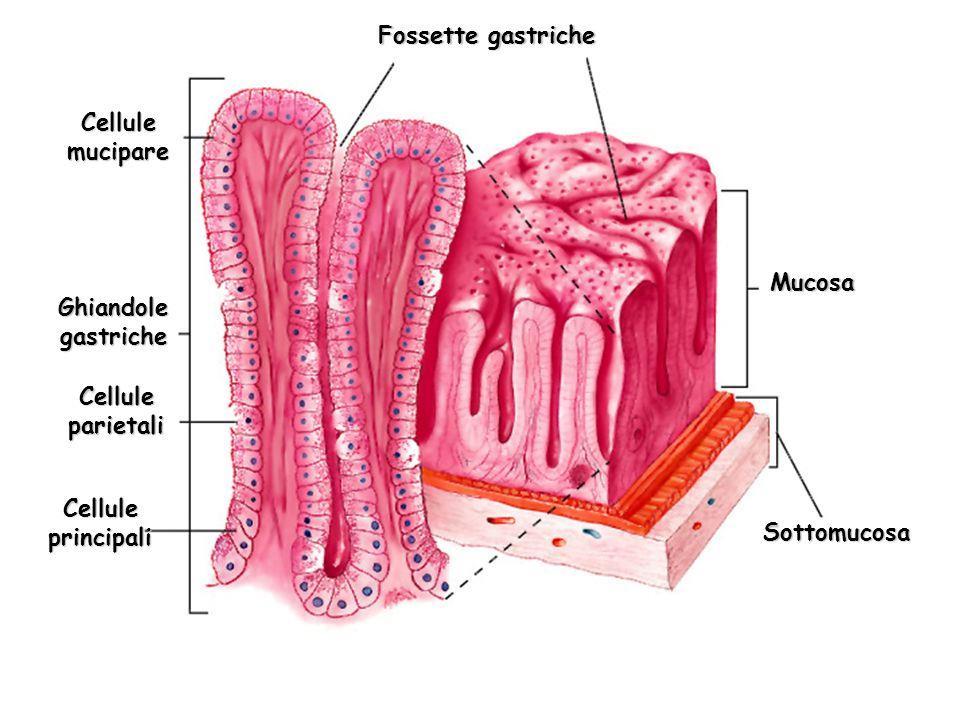 Lo stomaco Quando lo stomaco è vuoto la mucosa si solleva in larghe