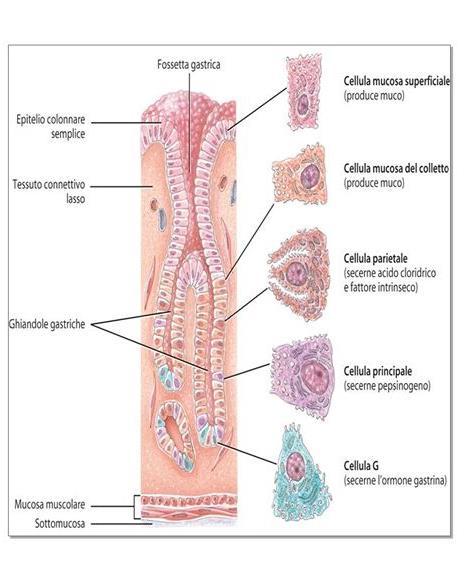 Le secrezioni delle ghiandole gastriche (dette succhi gastrici)