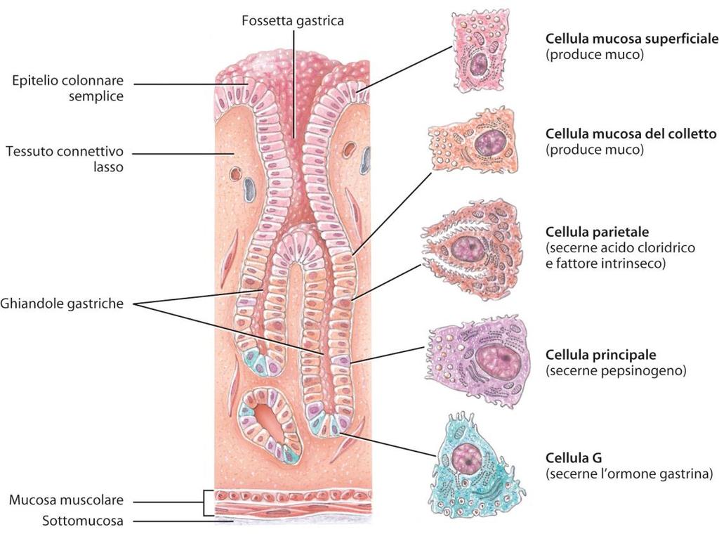 Le ghiandole gastriche contengono tre tipi di cellule ghiandolari esocrine cellule mucose del colletto: secernono