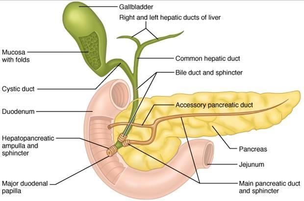 È costituito da piccoli raggruppamenti di cellule epiteliali ghiandolari, organizzate in gruppi dette acini.