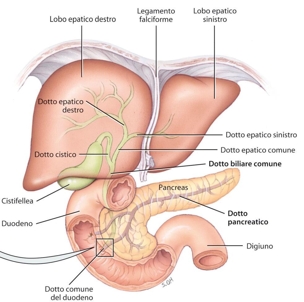 Il fegato e la cistifellea Il fegato è il secondo organo più grande del corpo umano.