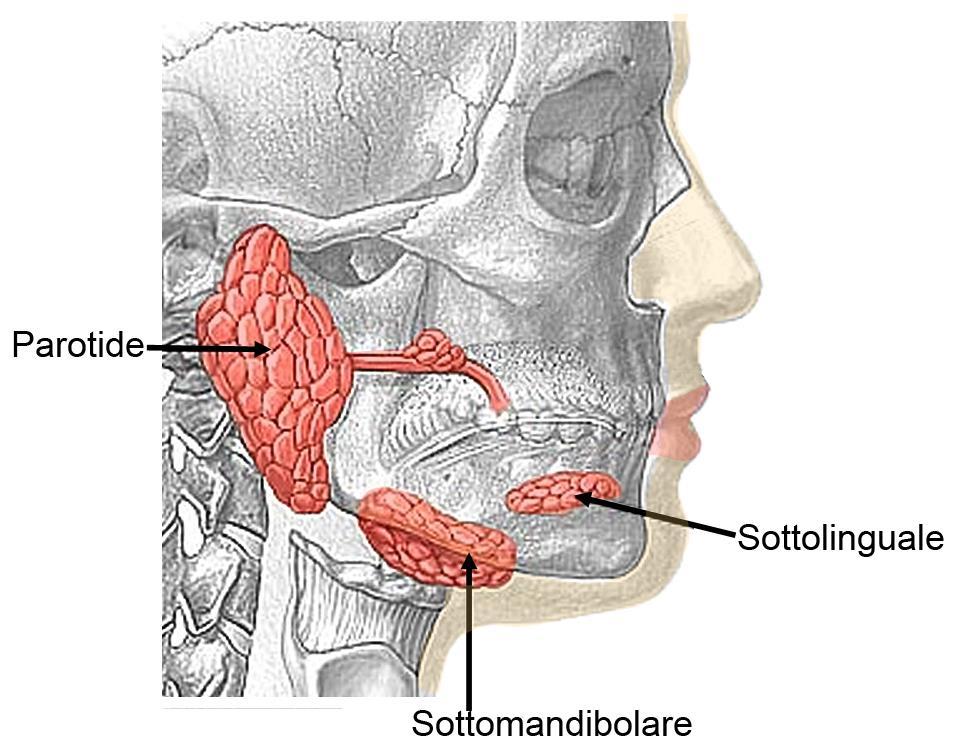 Le ghiandole salivari sono organi annessi posti esternamente alla bocca. Rilasciano le loro secrezioni nei dotti che si aprono nella cavità orale.