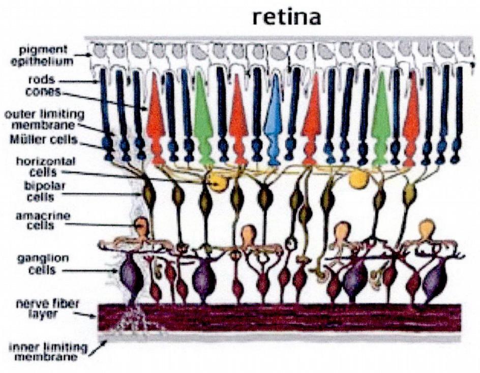 Retina 6
