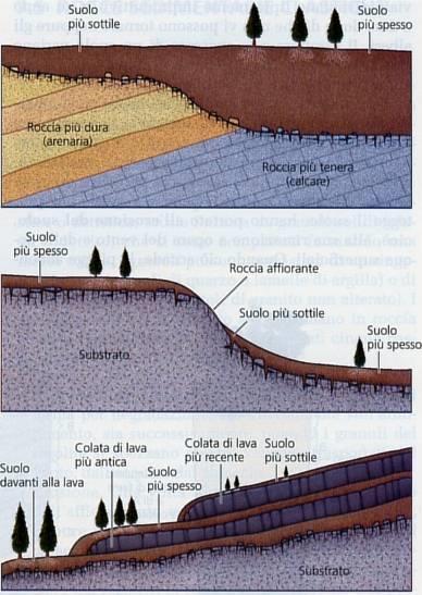 Fattori che influenzano la formazione e la composizione del suolo Geologia: roccia madre (roccia litificata ma anche sedimento sciolto.