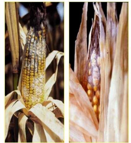 Successivamente, anche infezioni fungine dovute ad attacchi e ferite di insetti quali la piralide del mais (Ostrinia nubilalis):