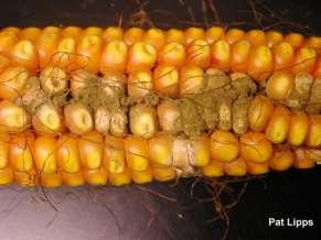 Il contenuto minimo di umidità per la crescita delle muffe aflatossigene è di: 18,3-18,5% per frumento, mais e sorgo; 16-17% per il riso, fagioli e altri