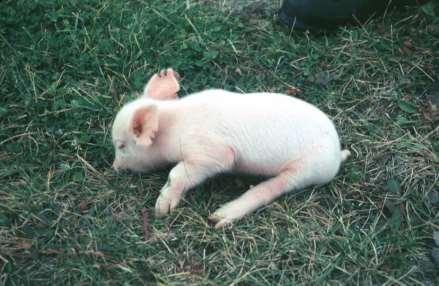 Elevate concentrazioni di zearalenone sono piuttosto frequenti soprattutto nei mangimi e determinano iperestrismo negli allevamenti di maiale.