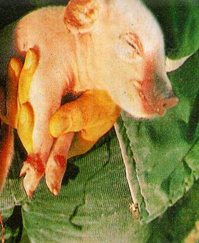 Malformation of pigs due to T-2 Skin