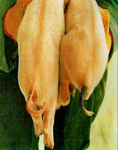 Malformation of pigs due to T-2