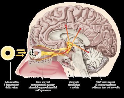 Soprachiasmatico (SCN) presente nell ipotalamo, che controlla