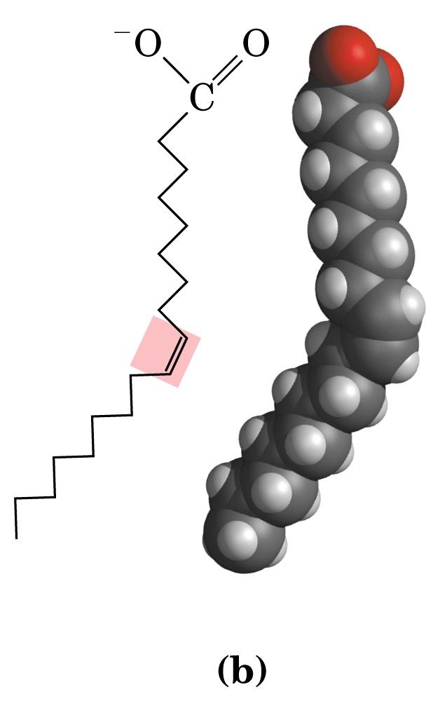 1.3 Gli acidi grassi insaturi Gli acidi grassi insaturi sono caratterizzati da uno (acidi grassi monoenoici o monoinsaturi) o più doppi legami (acidi grassi di-tri-polienolici o PUFA: PolyUnsaturated