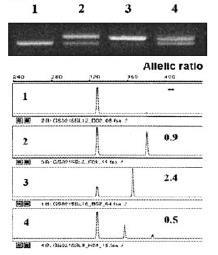 FLT3-ITD allelic ratio Si calcola come
