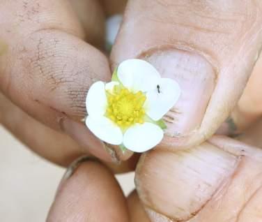 Filiera corta e lotta integrata La freschezza e la tracciabilità dei prodotti Italverde sono garantite da un minuzioso sistema di controllo, in grado di identificare anche gli specifici lotti di