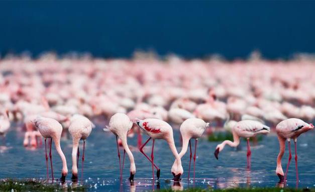 Parco Nazionale del Lago Manyara Costituito da una lingua di terra lunga circa 50 km e larga tra i 6 e gli 8 km che include il lago omonimo, nel 1981 è stato consacrato Riserva della Biosfera.