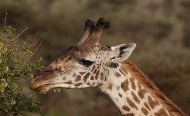 Parco Nazionale del Tarangire A un centinaio di chilometri a ovest di Arusha sorge quest area naturale protetta che prende il nome dal fiume Tarangire che la attraversa.