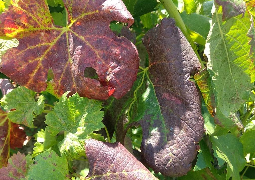 I danni da cicaline sono causati dalle punture di suzione da parte dell insetto sulle nervature principali e secondarie delle foglie.