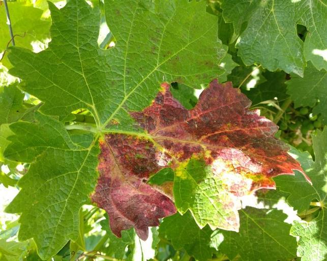 nei vitigni bianchi e arrossamento nei vitigni rossi fino a causare il disseccamento e la caduta delle foglie.