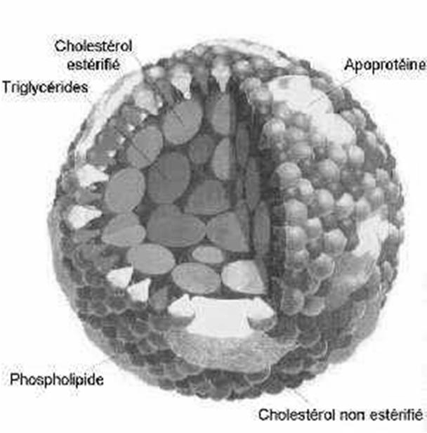nucleo centrale di lipidi idrofobici (esteri del colesterolo, trigliceridi) un involucro più