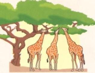 Ereditarietà dei caratteri acquisiti Le giraffe attuali hanno il collo più lungo perché hanno ereditato le caratteristiche acquisite dalle generazioni precedenti.