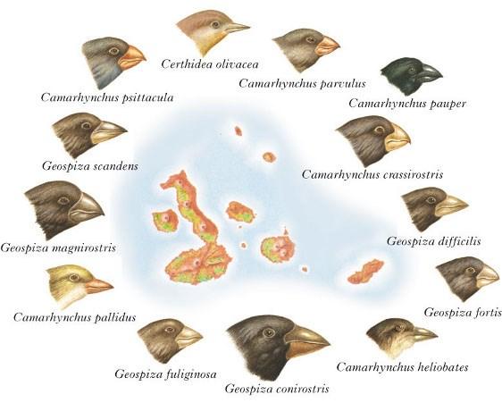 Le osservazioni di Darwin osservò 14 specie di fringuelli che si