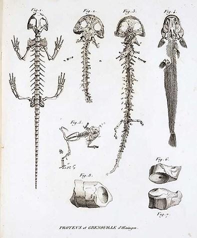 La teoria delle catastrofi Sostenuta da Georges Cuvier (1769-1832), paleontologo francese.