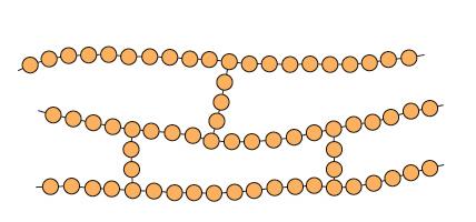 STRUTTURA MOLEOLARE polimeri a rami incrociati Le catene lineari adiacenti sono unite in vari punti da legami covalenti.
