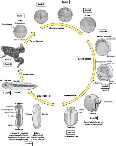 Fasi generali di sviluppo Sviluppo di Xenopus laevis Gametogenesi Formazione di spermatozoi e uova Fecondazione Unione dei gameti Segmentazione Serie di divisioni mitotiche rapide Gastrulazione