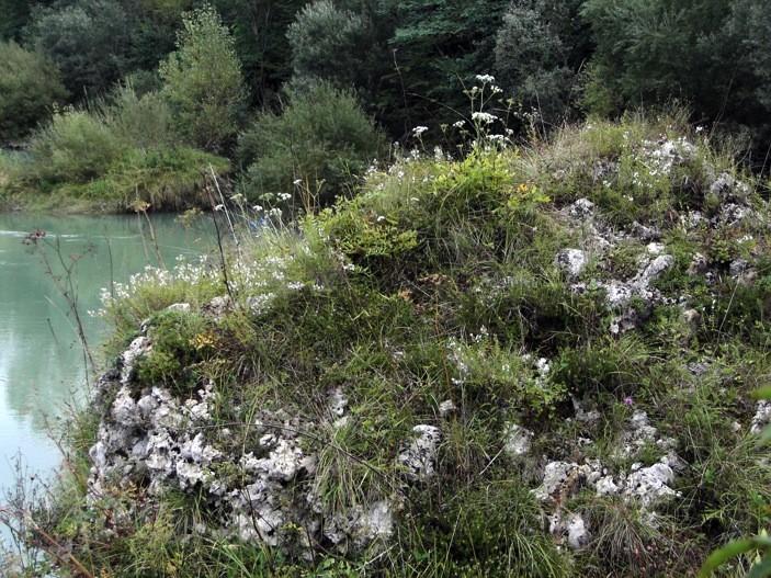 di più di 20 specie di alberi (dai Salici al Faggio al Leccio!