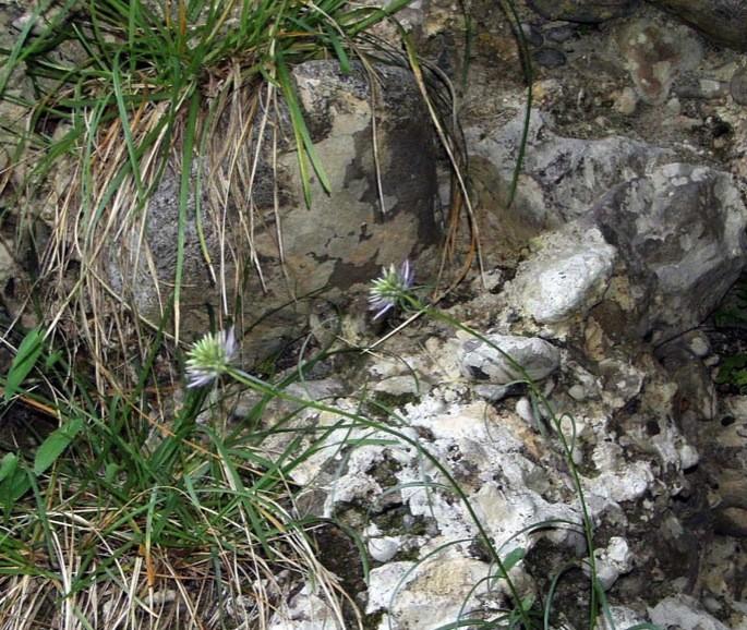 vegetali Secondo di pregio naturalistico