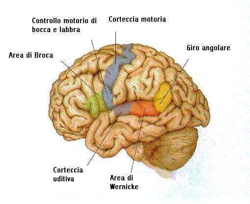 Alcune funzioni, come il linguaggio, dipendono