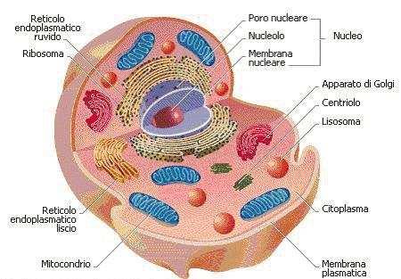 Struttura della cellula Procariotica