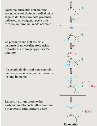 Esempi di formazione di immine e enammine La formazione degli acetali Le aldeidi ed i