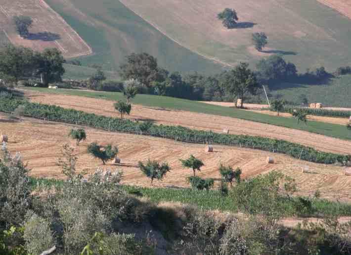 La finalità progettuale Il progetto si propone di sperimentare nel territorio pratiche di economia solidale: la ricostruzione sul territorio di filiere agricole corte BIO, di mettere in rete domanda