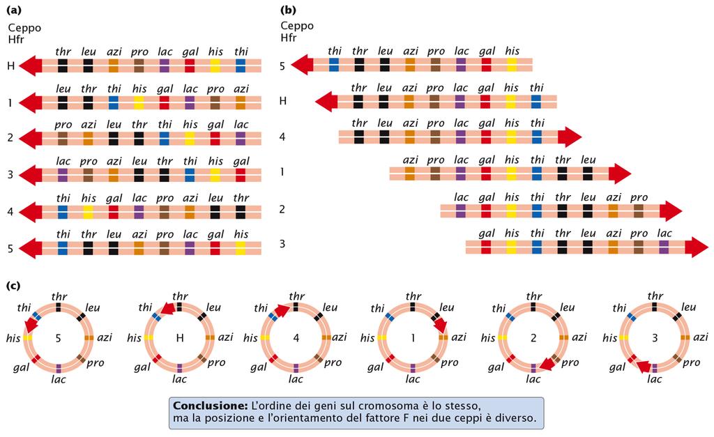 La distanza temporale relativa fra ogni coppia di geni è costante. SI osservi che l ordine di trasferimento genico non è lo stesso nei diversi ceppi Hfr.