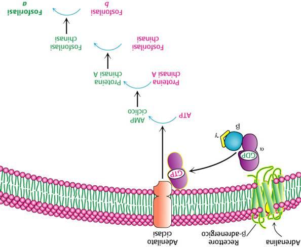 gluconeogenesi GTP GDP Proteina