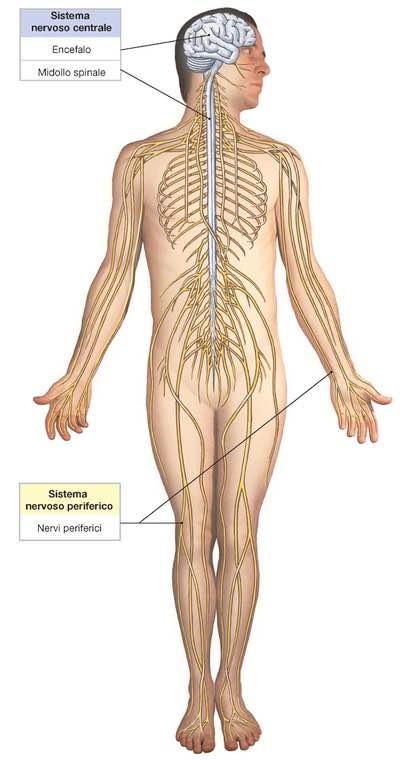 Immagine tratta da: Anatomia Umana, Martini,