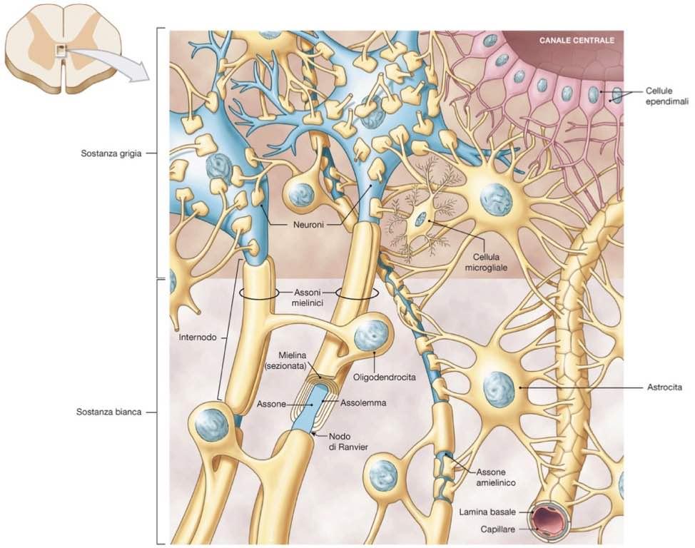 Immagine tratta da: Anatomia Umana, Martini,