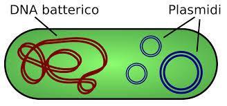 ESSE SONO IN GRADO DI ACCOPPIARSI CON LE CELLULE RICEVENTI MA NON CON LE ALTRE DONATRICI. LE CELLULE RICEVENTI MANCANO DEL FATTORE F. IL FATTORE F PORTA CIRCA 20 GENI.