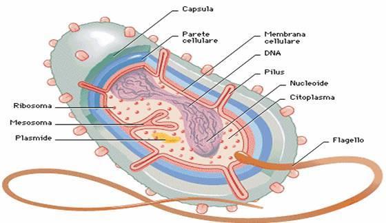 La cellula batterica: meccanismi di acquisizione della resistenza XXX XXX Extracromosonica (90% dei casi, trasmissione orizzontale per scambio